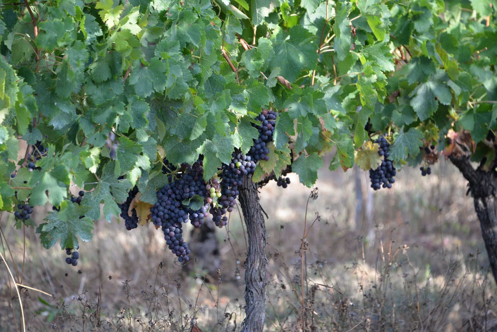 Grappoli d'uva nera tra le foglie della vite