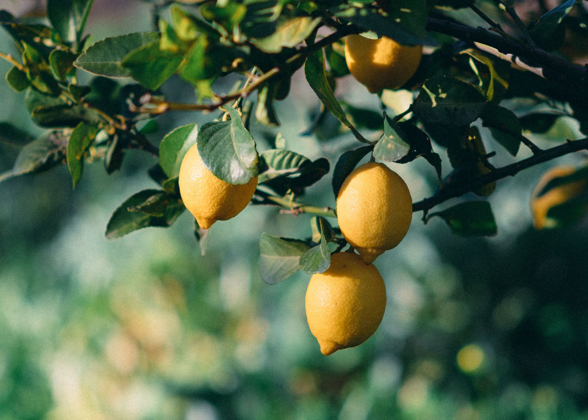 Limoni maturi su un ramo